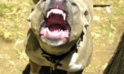 Idoso morre após ataque de cães