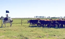 Brasil reafirma protagonismo global no 9º Congresso Mundial Braford