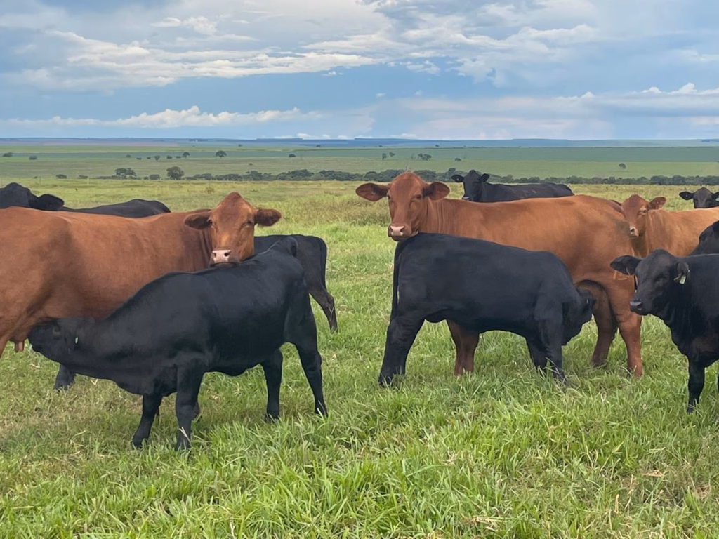 Remate de outono da GAP Genética terá maior oferta de fêmeas do criatório