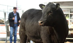 Brasil reafirma protagonismo global no 9º Congresso Mundial Braford