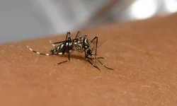 Vacina contra HPV disponível nos postos de saúde