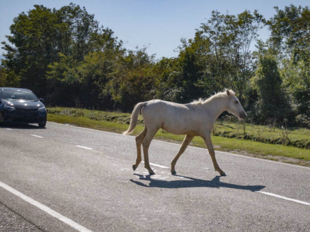 PRF registrou mais de 600 cavalos encontrados nas rodovias da região