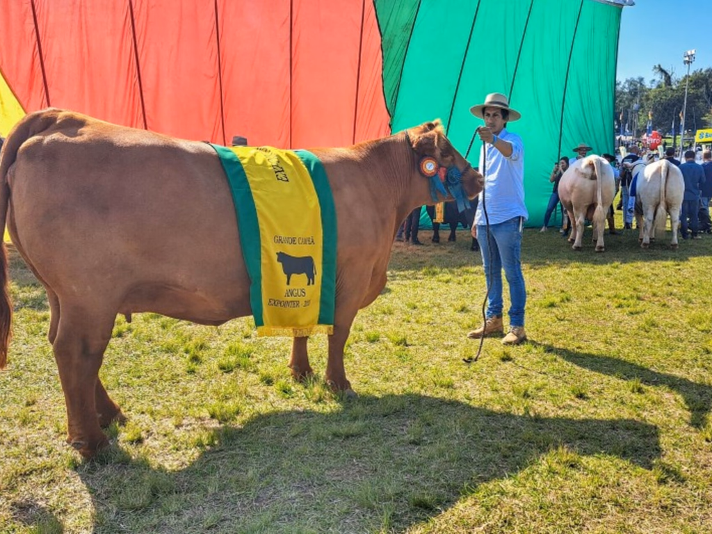 Vaca de Uruguaiana puxa a fila dos grandes compeões