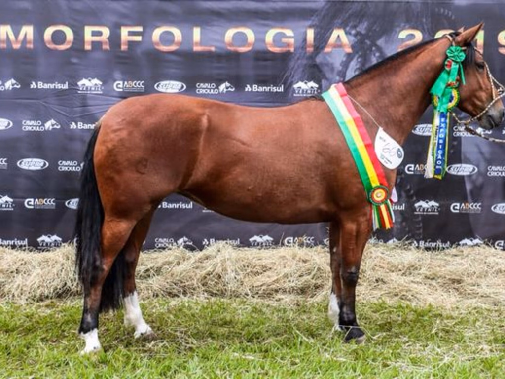 Alto nível marca Exposição Passaporte do Cavalo Crioulo em Londrina