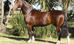 Cerimônia celebra 60 anos da ABHB e entrega do Oscar das duas raças