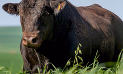 ABHB lança Sumário de Avaliação Genética PampaPlus 2020