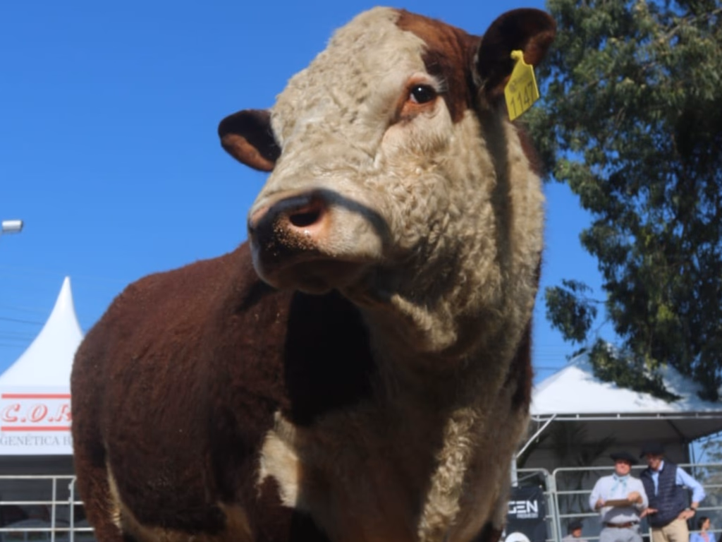 Fenagen Promebo valoriza genética bovina de elite e movimenta negócios