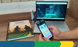 Safra de arroz bate recorde em produtividade