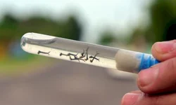 OMS utilizará letras gregas para nomear as variantes do coronavírus