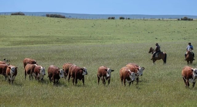 Seleção genética se consolida no controle do carrapato no verão 