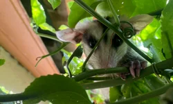 Aeroporto de Uruguaiana repassa R$ 127 mil para município em ISSQN