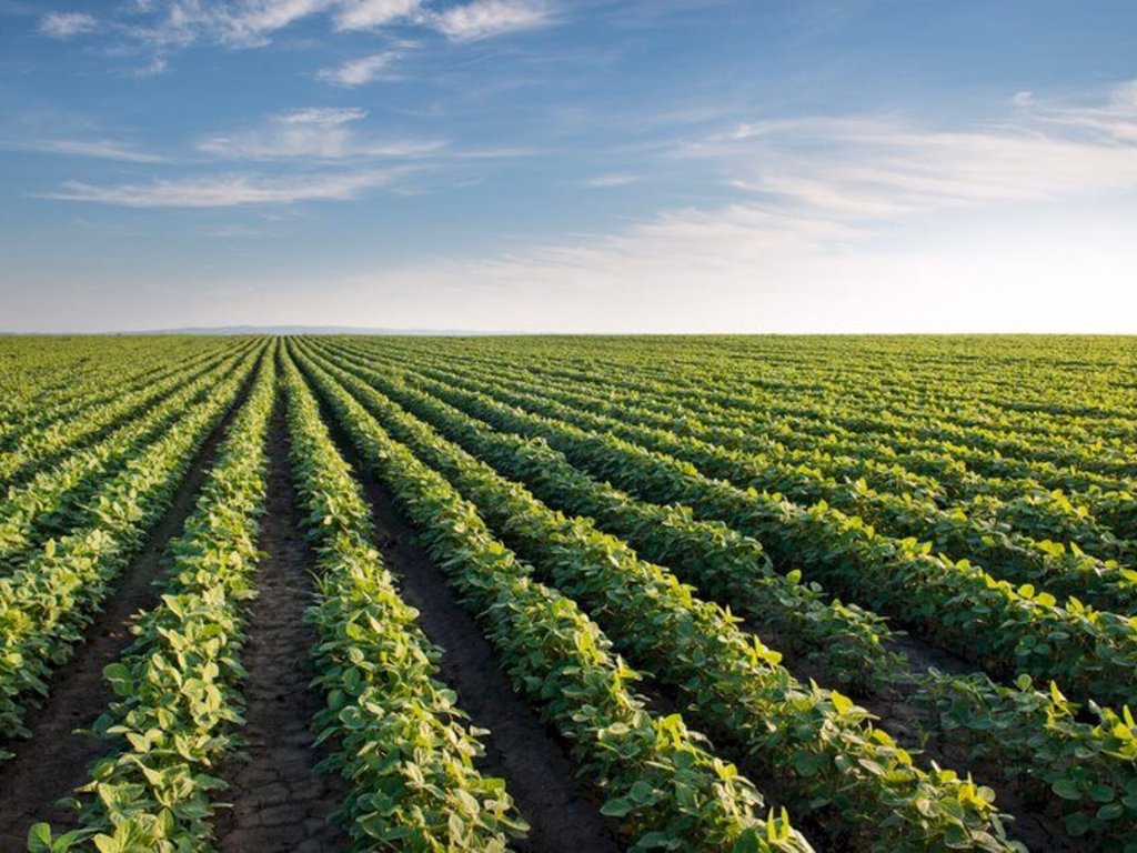 Valor da Produção Agropecuária de 2020 soma mais de R$ 871 bi