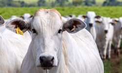 Animais puros e alta genética nas pistas de julgamento de rústicos da Angus