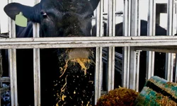 Ultrablack tem alta de 34,78% em registros