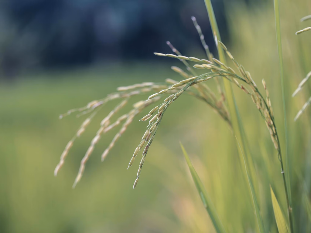 Emater disponibiliza ajuda para elaborar projetos do Plano Safra