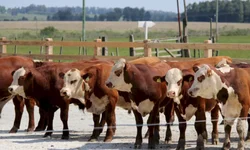 Farsul divulga parecer orientando sobre pagamento do ITR