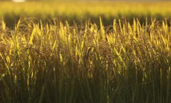Jurídico da Federarroz está em regime de plantão