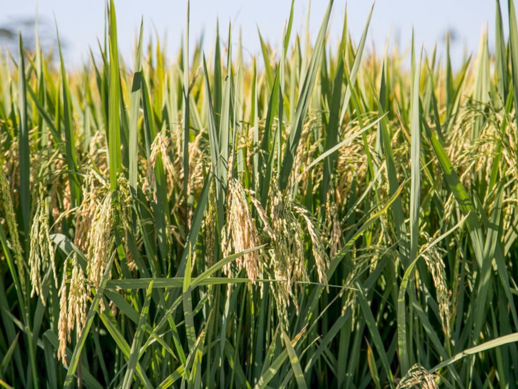 Conjuntura internacional e Mercosul fortalecem cotações do arroz no Brasil