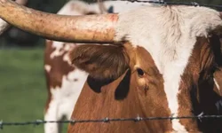 BM intercepta droga arremessada para dentro da Modulada