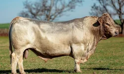 Celemaster esbanja categoria e aplicações duas goleadas no final de semana