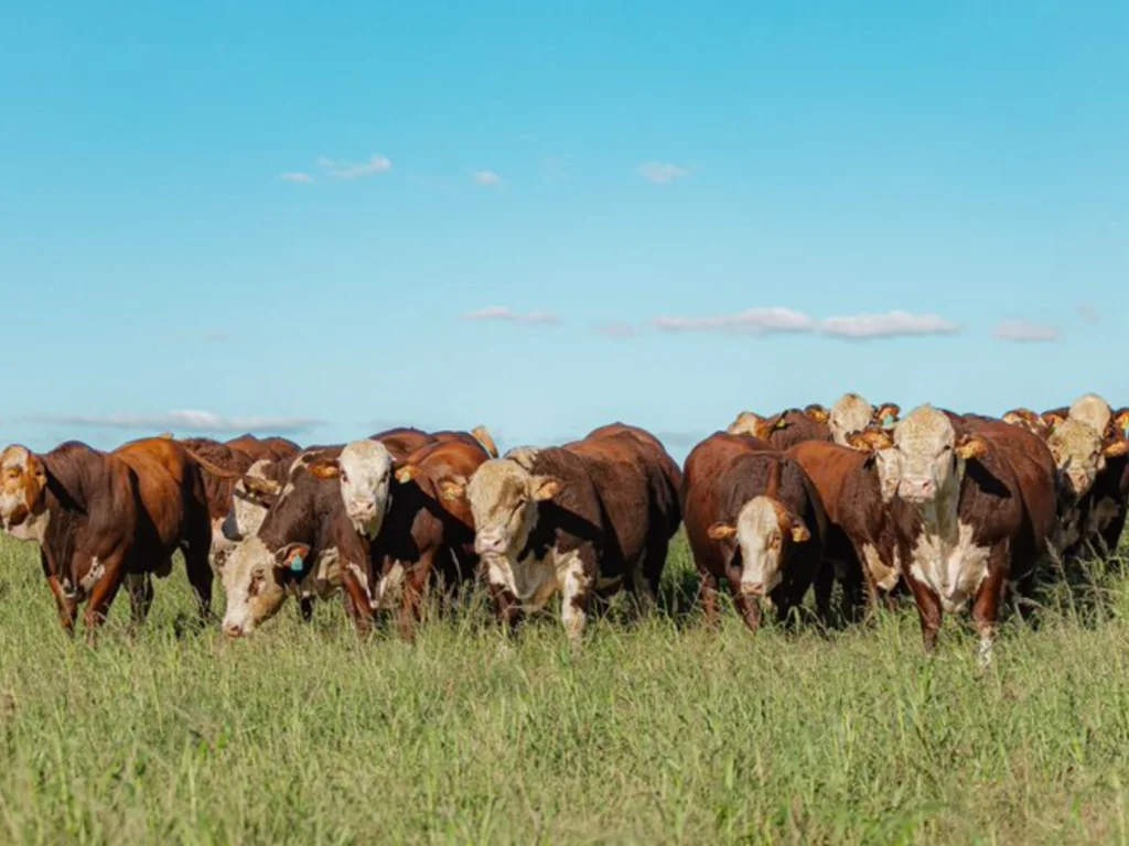 Ingressos para a Gira Técnica do Mundial Braford já estão à venda