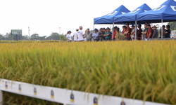 Preços da carne caem em janeiro