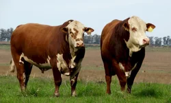 ABHB lança Sumário de Avaliação Genética PampaPlus 2020