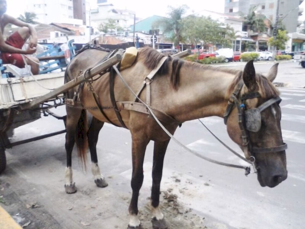 Câmara arquivará PL prevê extinção de carroças em dois anos