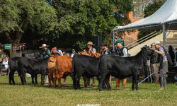 Colheita do arroz no RS atinge 71,31% da área semeada