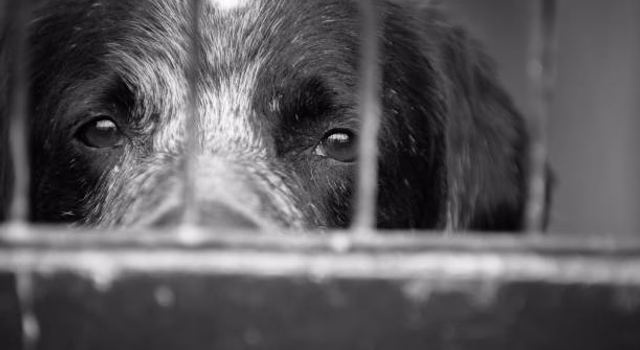 Dois homens são presos por maus-tratos qualificados contra animais