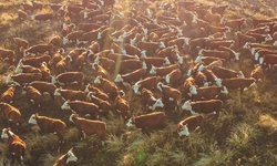 PampaPlus cresce mais de 30% entre 2016 e 2025