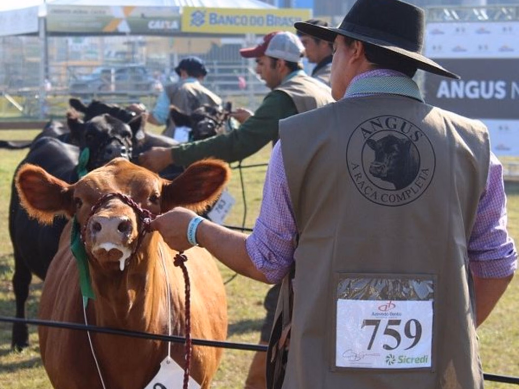 Pansul, Casa Branca e Soldera se destacam no Ranking Angus de 2018