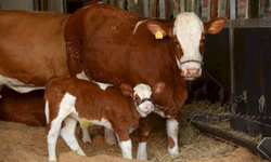 ABHB lança Sumário de Avaliação Genética PampaPlus 2020