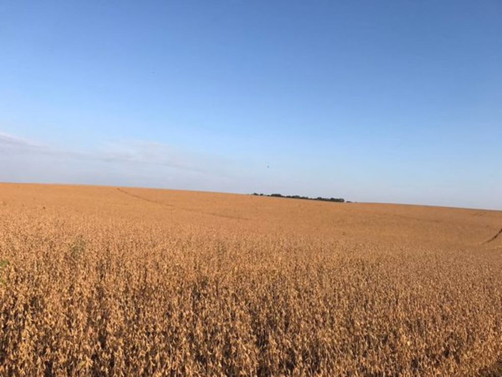 Melhores preços e boa safra de soja animam maior parte dos produtores gaúchos