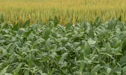 Arrozeiros colhem mais de 12 mil hectares na primeira semana