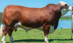 Campeonato mundial premia genética nacional Hereford e Braford