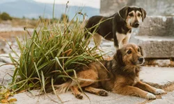 Expedição leva alunos ao Cerro do Jarau