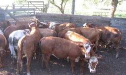 Associação lança prêmio para destaque no Programa Carne Angus