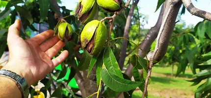 Impacto da Reforma Tributária no agronegócio será tema de live