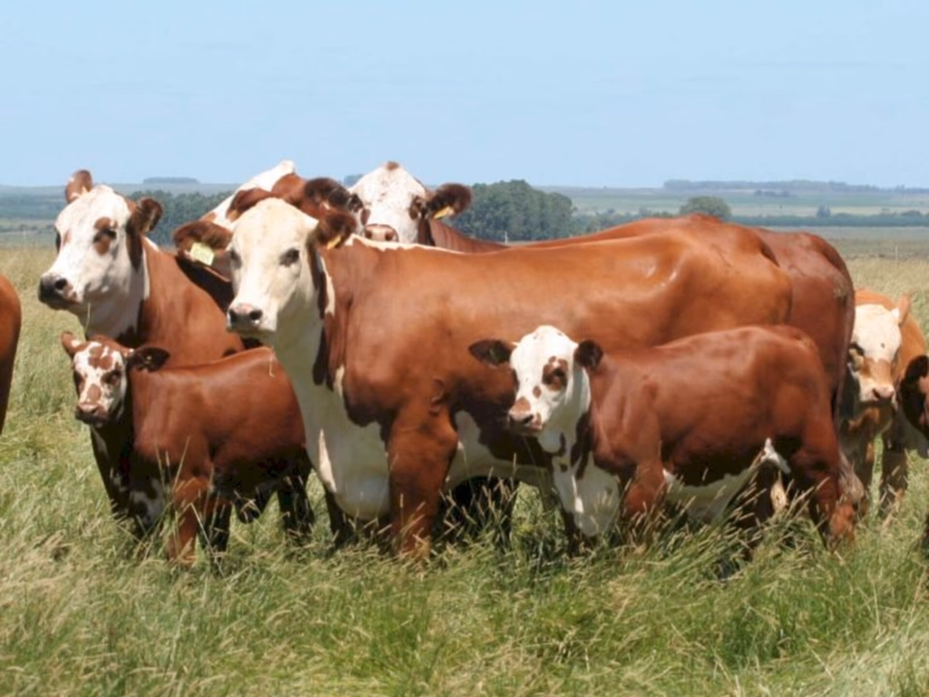 Abertas inscrições para Prova de Avaliação Alimentar e Genotipagem para fêmeas