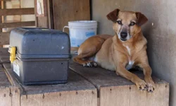 Ambulantes denunciam achaque no Samba na Orla