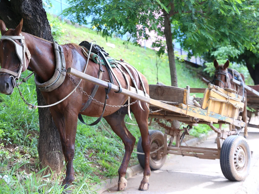 Câmara aprova PL que extingue carroças na área urbana