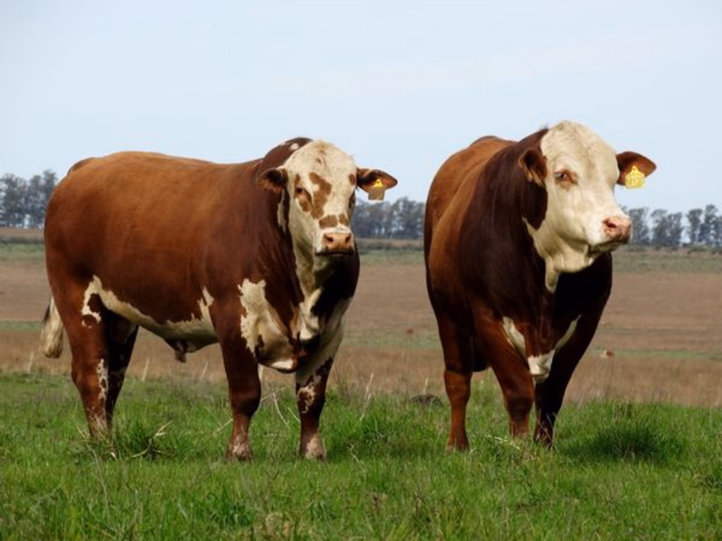 Conexão Delta G consolida presença no mercado nacional de touros