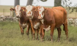 Criado manual de recomendações para frigoríficos