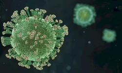 OMS utilizará letras gregas para nomear as variantes do coronavírus