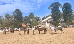 Uruguai seleciona conjuntos para a final do Freio de Ouro