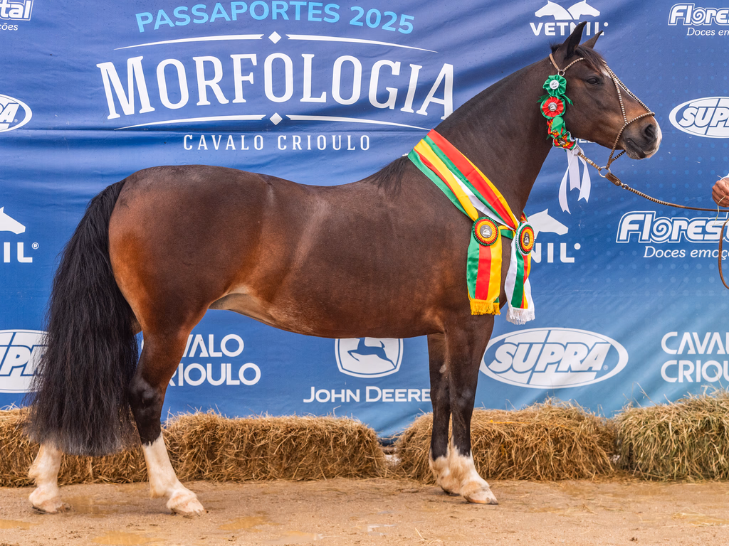 Conhecidos os últimos classificados para a final da Morfológico
