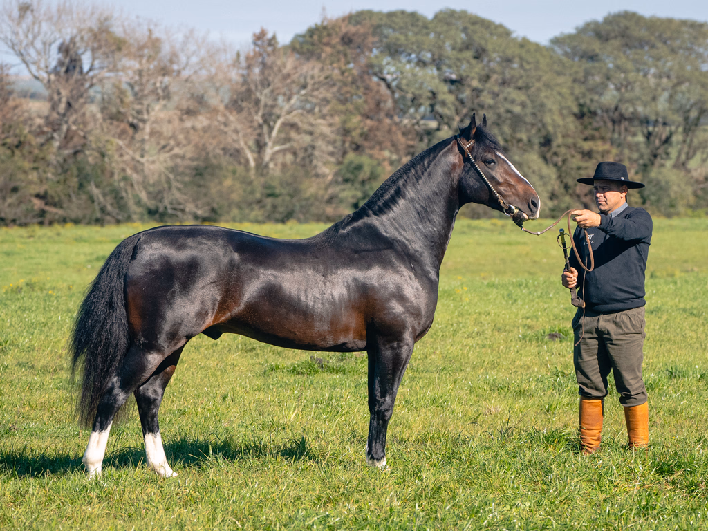 Basca tem média superior a R$ 60 mil para Crioulos