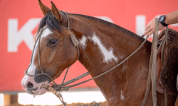 Câmara Municipal de Uruguaiana realiza evento natalino