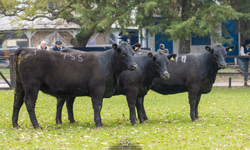 Cabanha Recalada leva grandes títulos da Expofeira de Bagé
